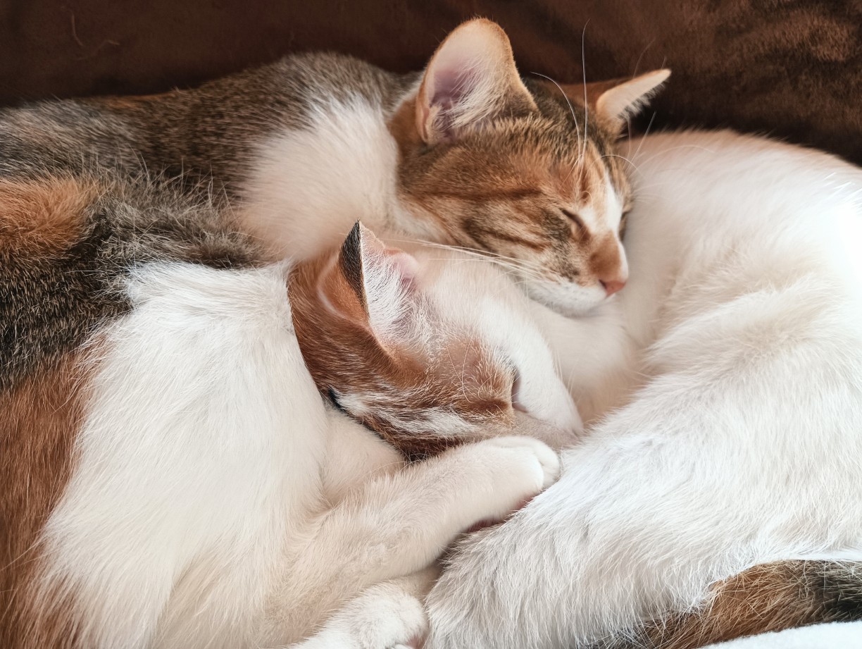 f:id:minikko115:20251215093407j:image f:id:minikko115:20251215093407j:image