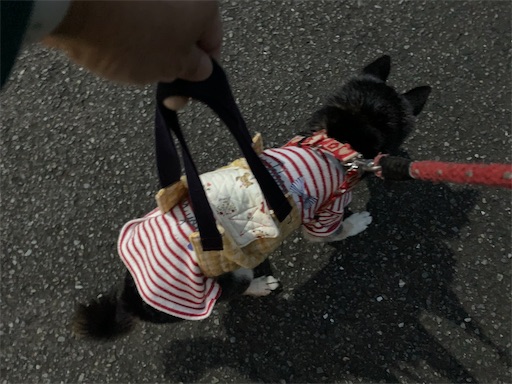 f:id:morinobanana:20201002003341j:image f:id:morinobanana:20201002003341j:image