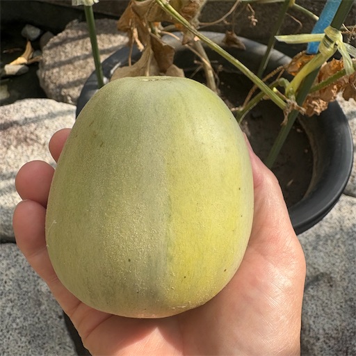 f:id:morinobanana:20251031151923j:image