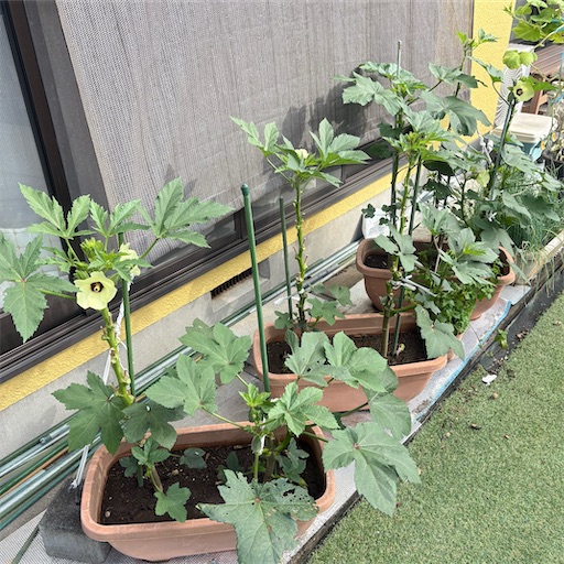 f:id:morinobanana:20251111223304j:image f:id:morinobanana:20251111223304j:image