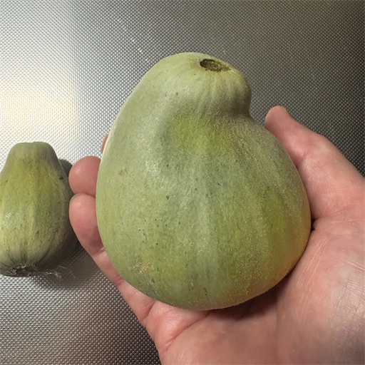 f:id:morinobanana:20251120101854j:image