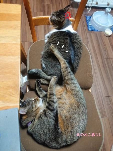 北のねこ暮らし