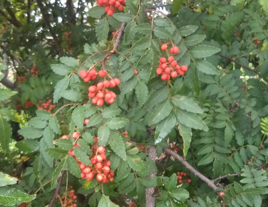 f:id:nekoyanookami:20191011232137j:plain f:id:nekoyanookami:20191011232137j:plain