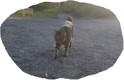 f:id:nekoyanookami:20191011235307j:plain f:id:nekoyanookami:20191011235307j:plain