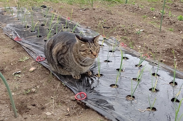 f:id:nekoyanookami:20201122141232j:plain