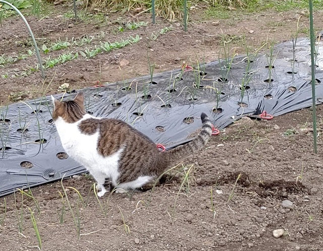 f:id:nekoyanookami:20201122141459j:plain