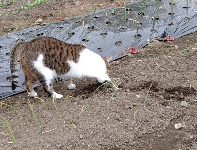 f:id:nekoyanookami:20201122141706j:plain