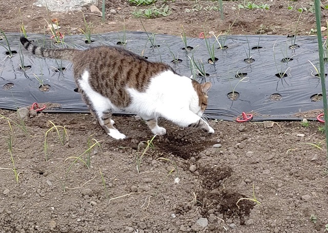 f:id:nekoyanookami:20201122141752j:plain