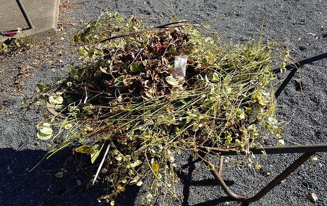 f:id:nekoyanookami:20201226224703j:plain