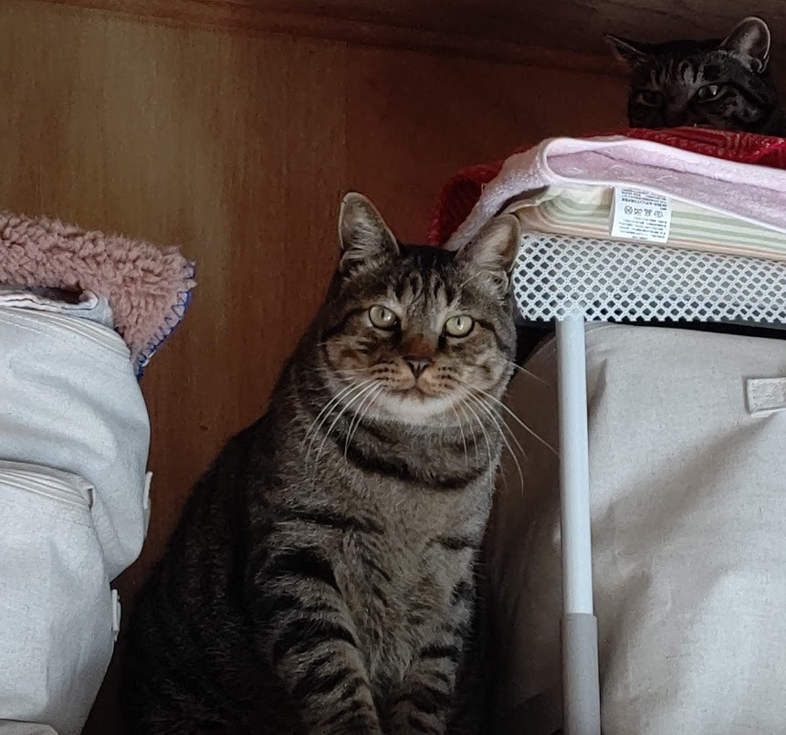 f:id:nekoyanookami:20201226224910j:plain