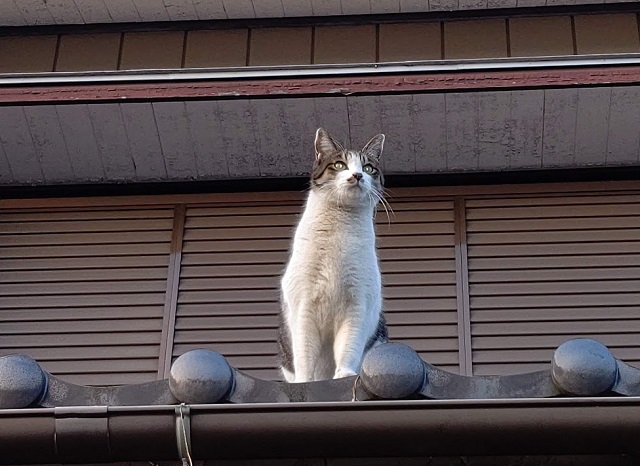 f:id:nekoyanookami:20201226225204j:plain