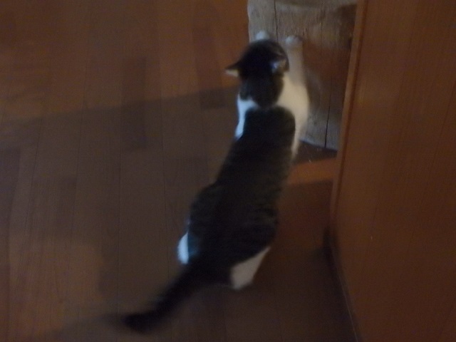 f:id:nekoyanookami:20210911154706j:plain