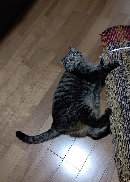 f:id:nekoyanookami:20210911154959j:plain