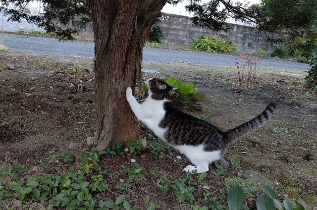 f:id:nekoyanookami:20210911155225j:plain