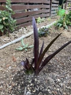 f:id:nijinoringo:20211219195537j:plain