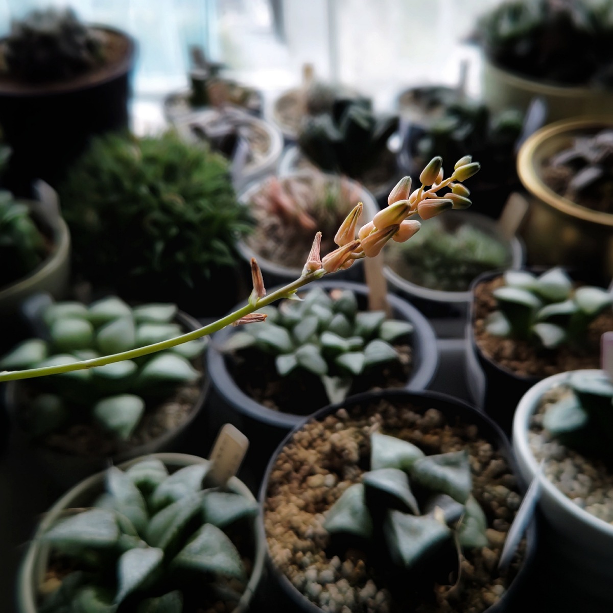 アロエ・ハオルチオイデス