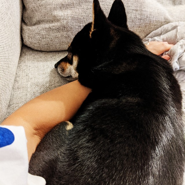 f:id:ohagimame:20200831090557j:image