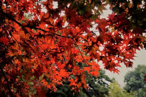 f:id:ohirune-manbou:20171129223142j:image f:id:ohirune-manbou:20171129223142j:image