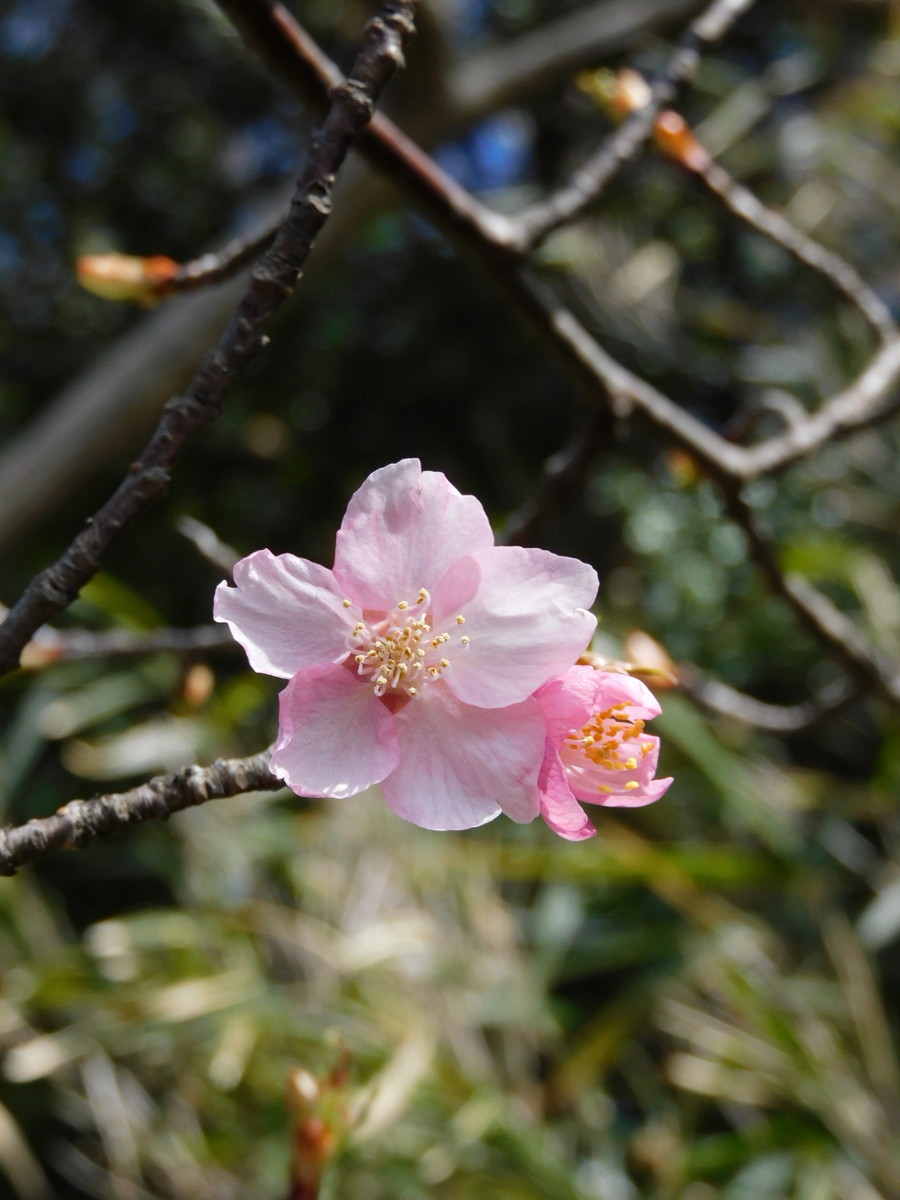 f:id:peepooblue:20220224224052j:plain