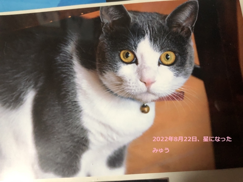 2022年8月22日星になったみゅう