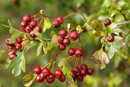 f:id:titioya:20070905131852j:plain