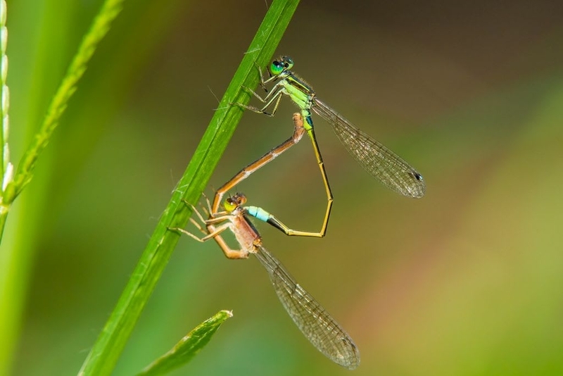 アオモンイトトンボ