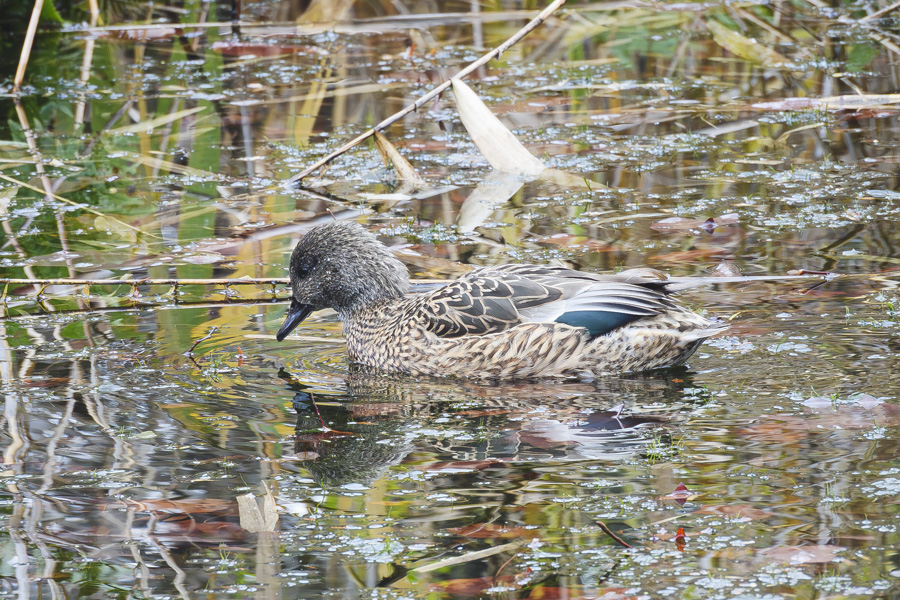 ヨシガモ・メス_善福寺公園
