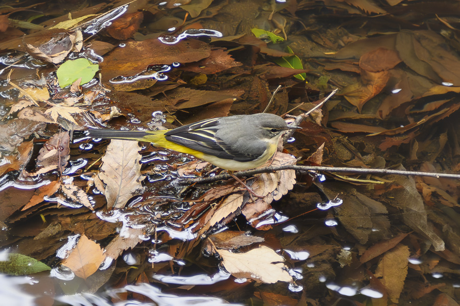 キセキレイ_井の頭公園