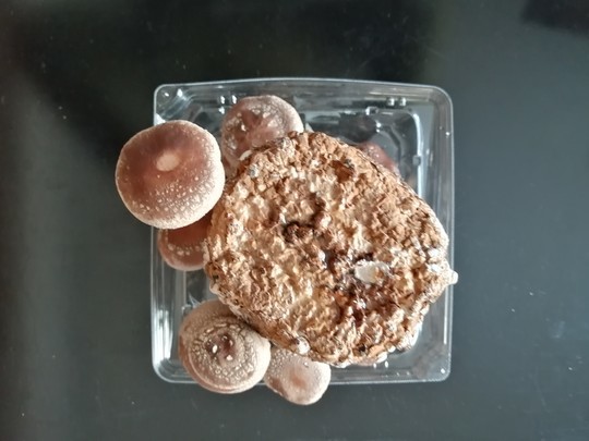 f:id:watto:20210207112348j:plain