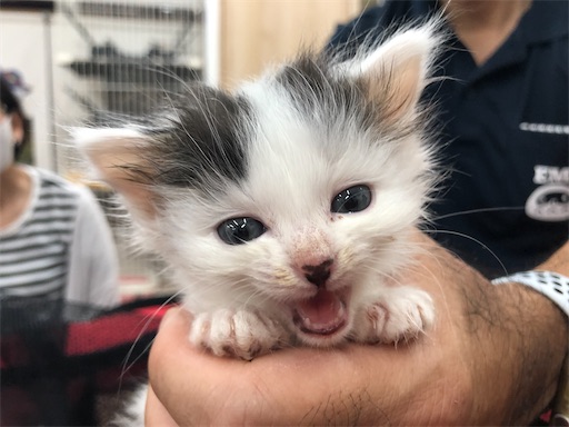 f:id:yukinekokei:20211026173717j:image