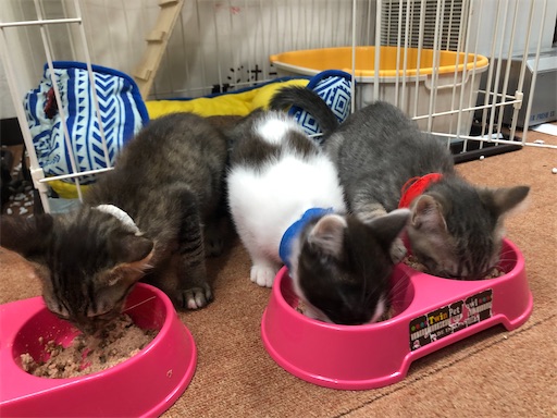 f:id:yukinekokei:20220615080440j:image