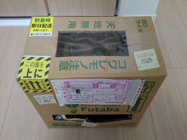 パッションフルーツの苗到着！