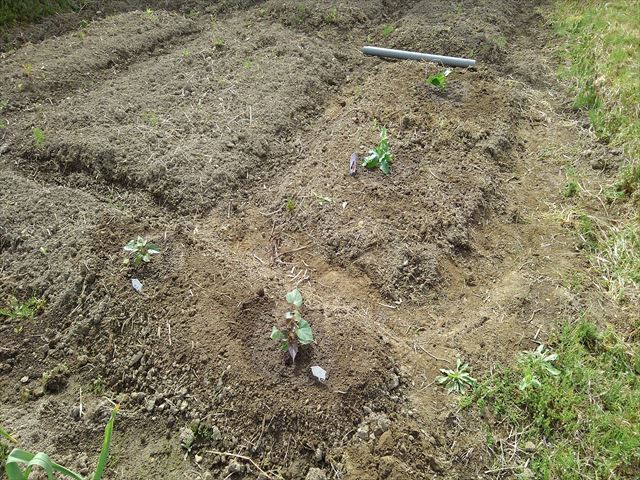 パッションフルーツ植え付け後（全体観）