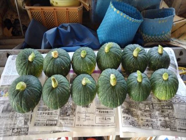 去年収穫したミニカボチャ