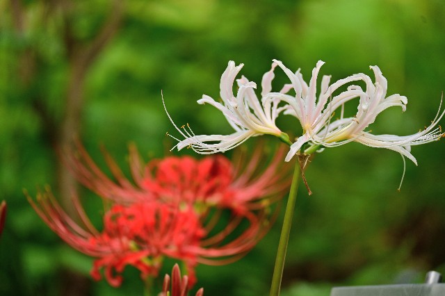 f:id:zunphy:20250927201342j:image