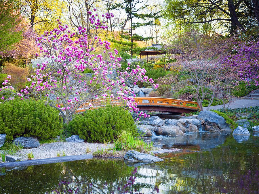 Japanese garden, flowers, botanicals, botany, trees, foliage, water, bridge