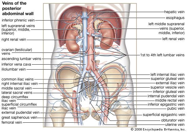 veins of the posterior abdominal wall