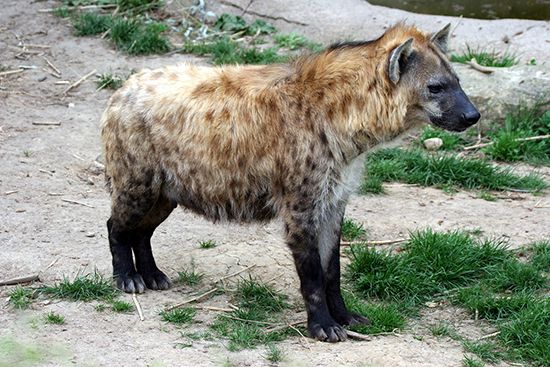 spotted hyena