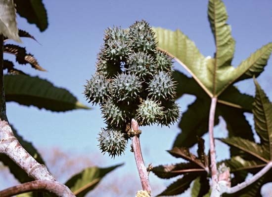 castor-oil plant