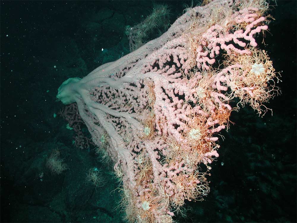 bubblegum coral