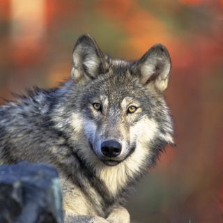 The gray wolf (Canis lupus)