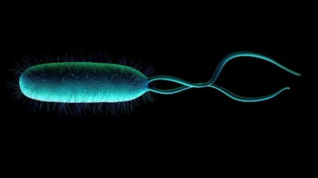 an illustration of a rod-shaped bacterium with two small tails