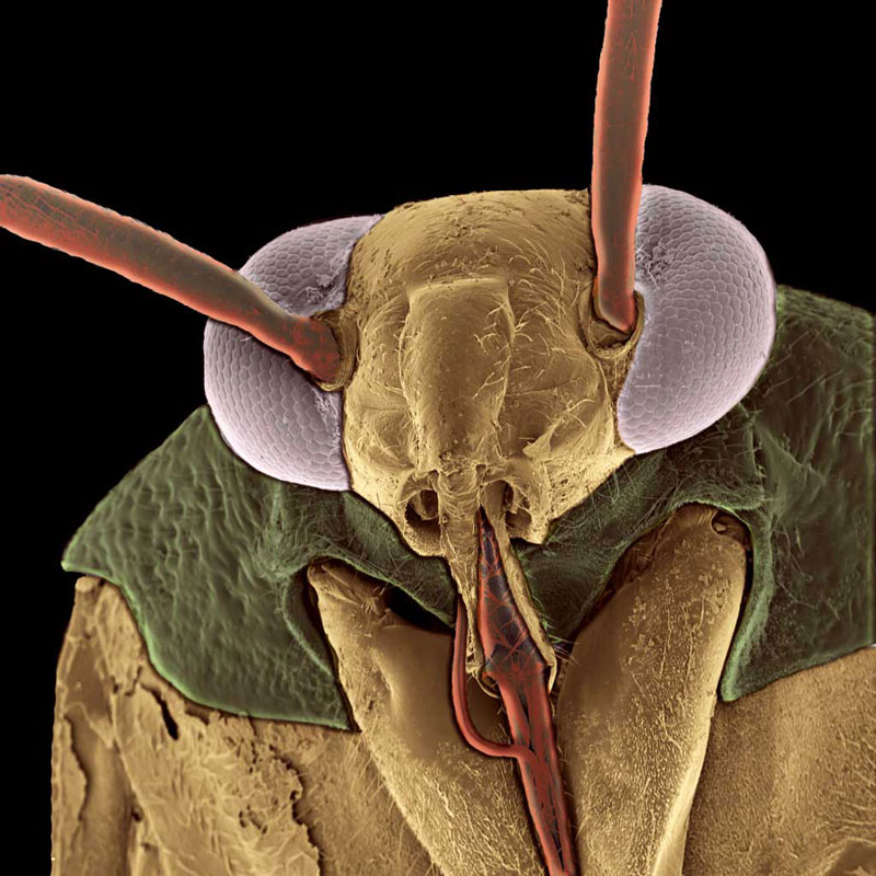 Plant Bug