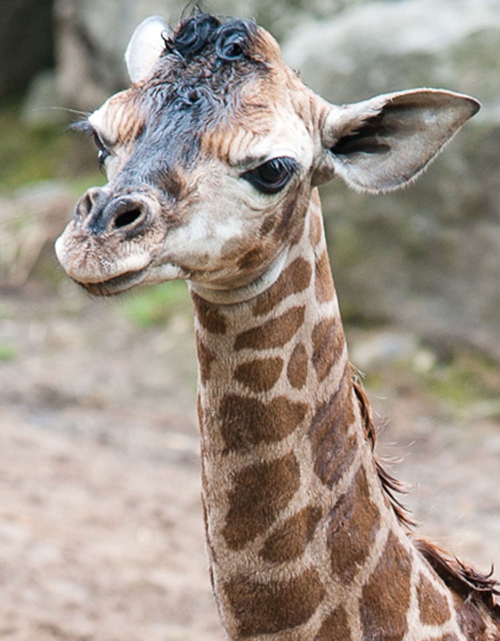 baby animals, cute baby animals