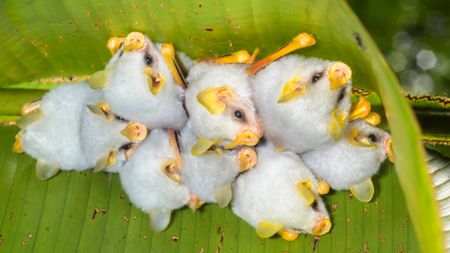 Roosting colony of the Honduran white bat (Ectophylla alba) under a heliconia leaf, Costa Rica.