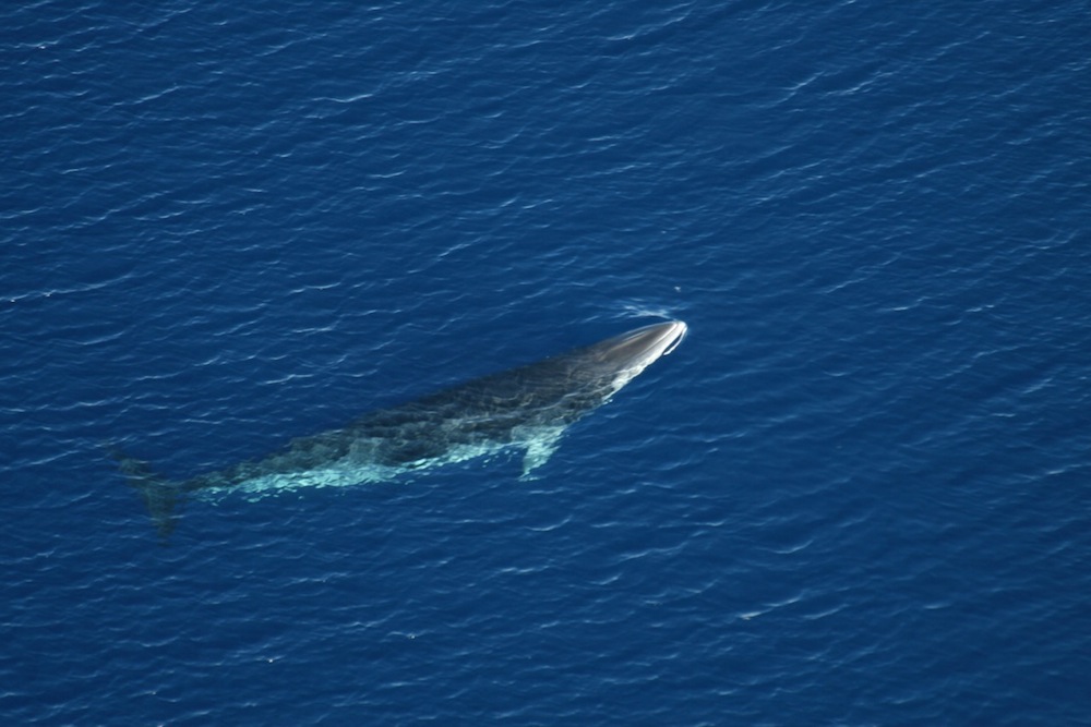 minke whale surfacing in ocean