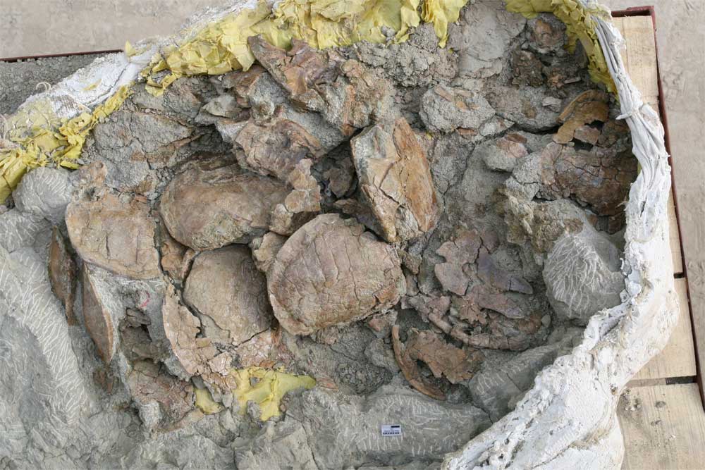turtle fossils found in Xinjiang in China.