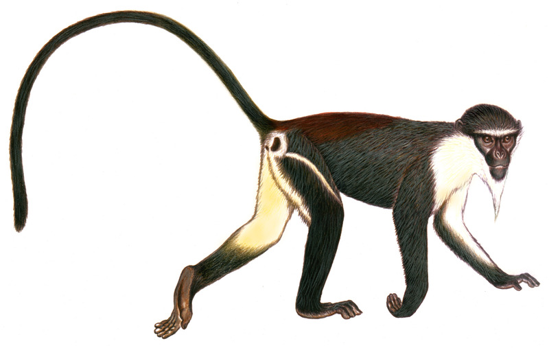 primates, endangered species