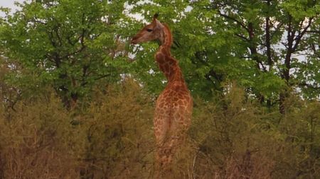 A giraffe with a very deformed zigzag neck