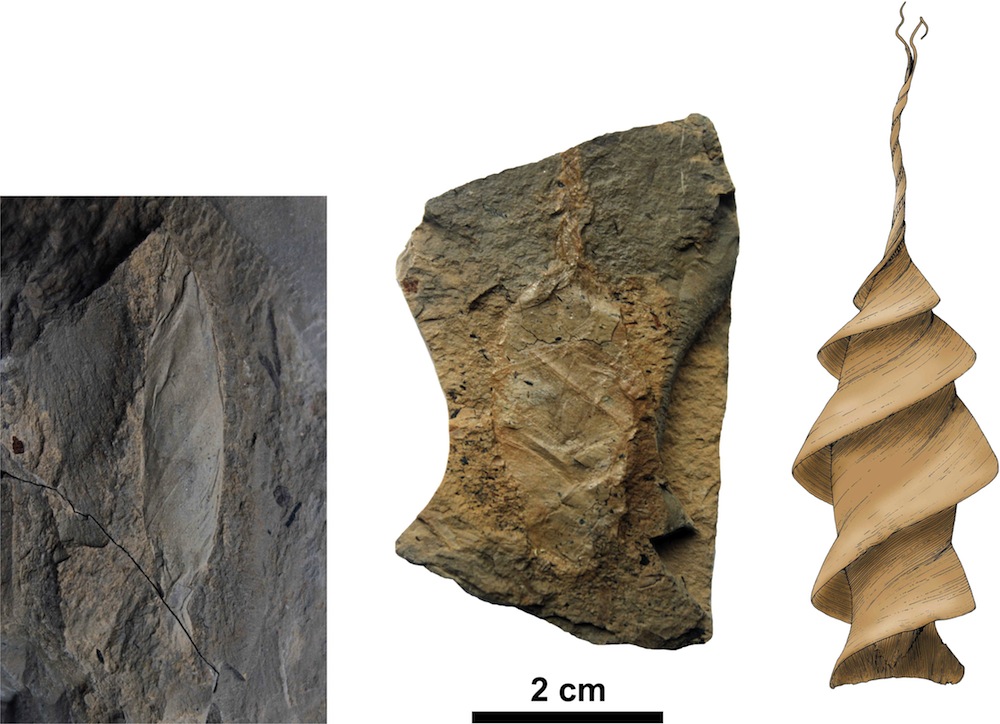 Fossilized shark egg capsules preserved in Kyrgyzstan.